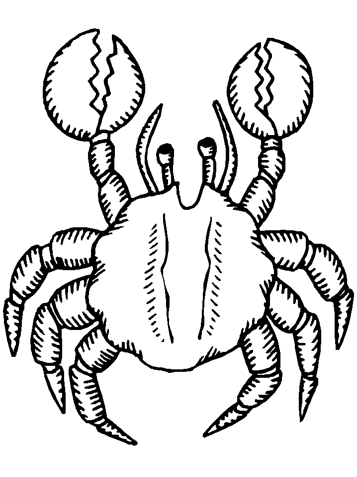 Malvorlage: Krabbe (Tiere) #4624 - Kostenlose Malvorlagen zum Ausdrucken
