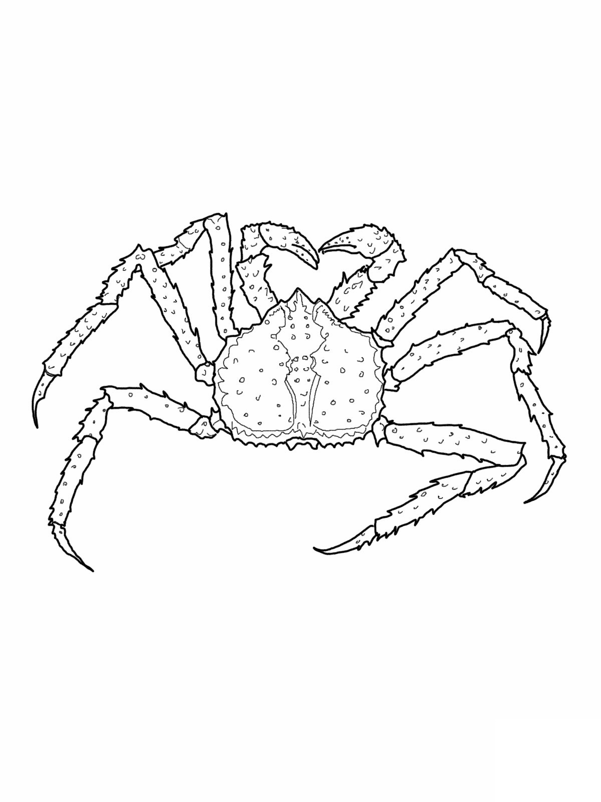 Malvorlage: Krabbe (Tiere) #4675 - Kostenlose Malvorlagen zum Ausdrucken