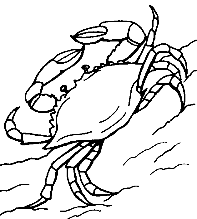 Malvorlage: Krabbe (Tiere) #4717 - Kostenlose Malvorlagen zum Ausdrucken