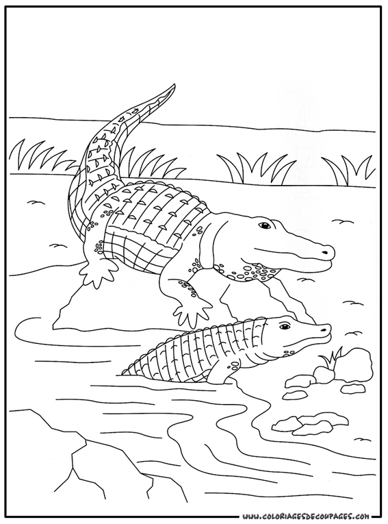 Malvorlage: Krokodil (Tiere) #4794 - Kostenlose Malvorlagen zum Ausdrucken