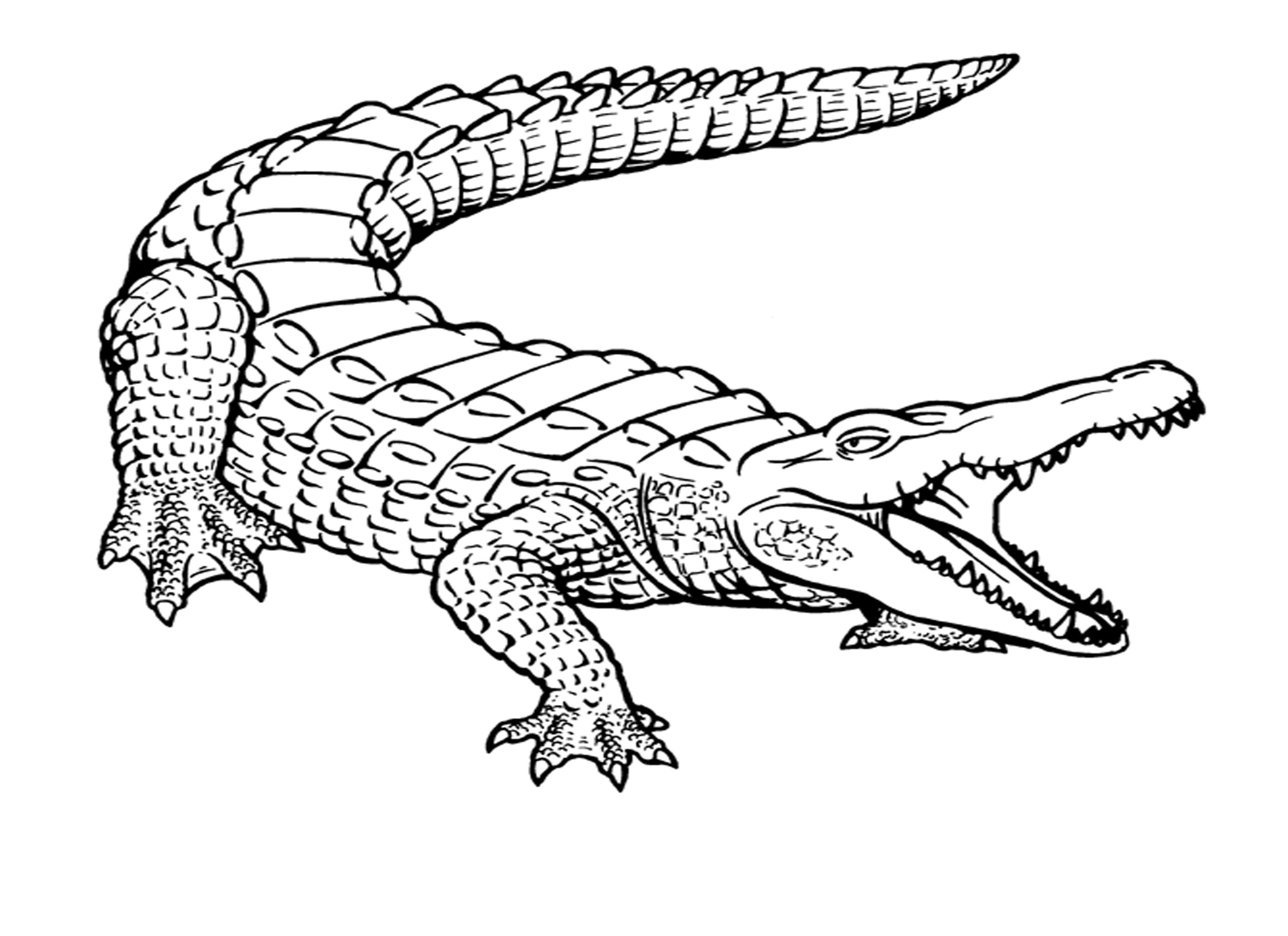Malvorlage: Krokodil (Tiere) #4800 - Kostenlose Malvorlagen zum Ausdrucken