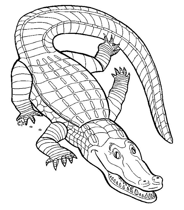 Malvorlage: Krokodil (Tiere) #4817 - Kostenlose Malvorlagen zum Ausdrucken