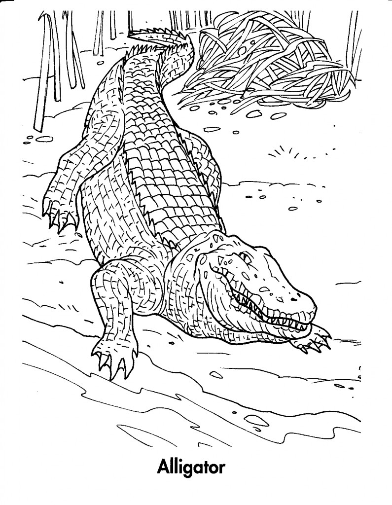 Malvorlage: Krokodil (Tiere) #4825 - Kostenlose Malvorlagen zum Ausdrucken