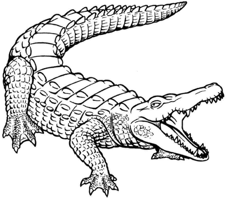 Malvorlage: Krokodil (Tiere) #4840 - Kostenlose Malvorlagen zum Ausdrucken