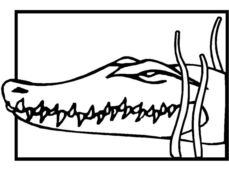 Malvorlage: Krokodil (Tiere) #4874 - Kostenlose Malvorlagen zum Ausdrucken