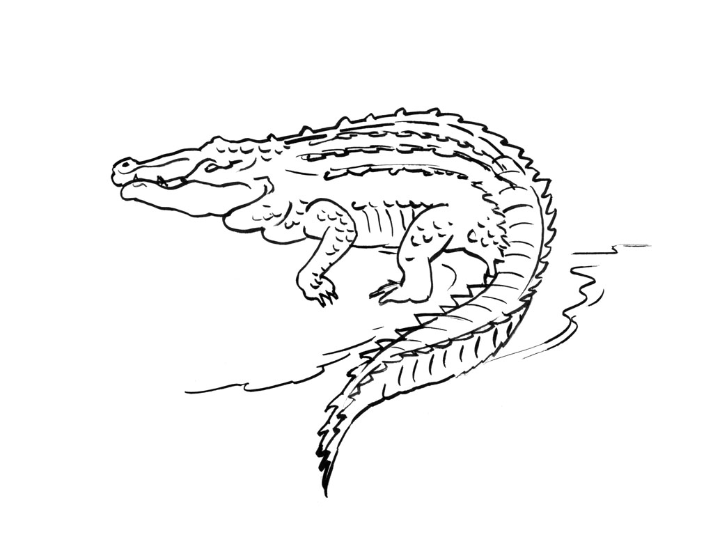 Malvorlage: Krokodil (Tiere) #4909 - Kostenlose Malvorlagen zum Ausdrucken