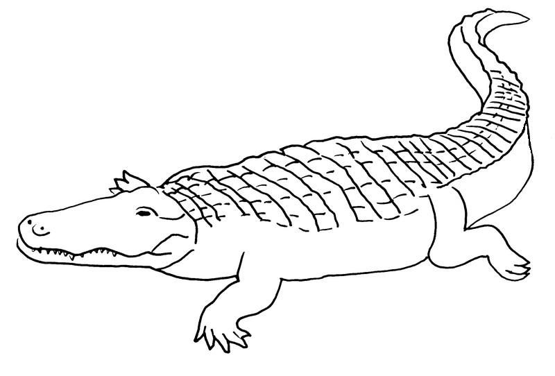 Malvorlage: Krokodil (Tiere) #4950 - Kostenlose Malvorlagen zum Ausdrucken