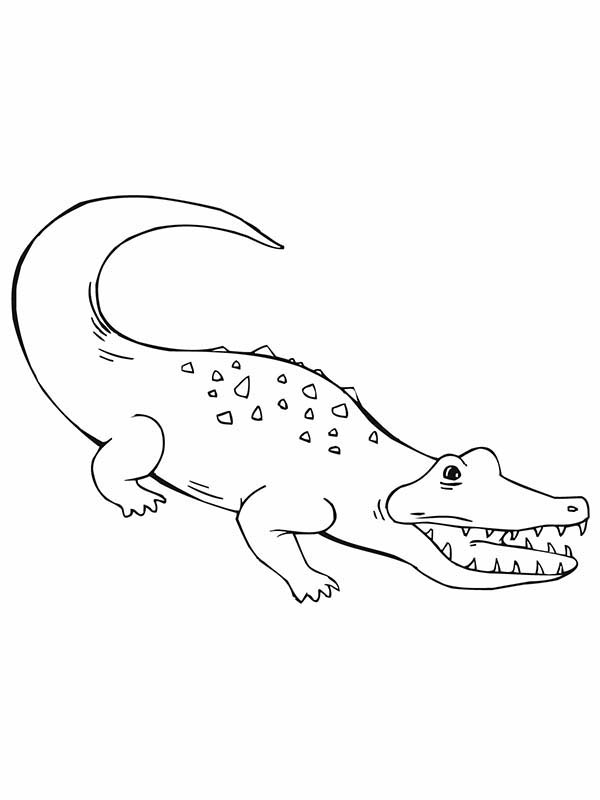 Malvorlage: Krokodil (Tiere) #4961 - Kostenlose Malvorlagen zum Ausdrucken