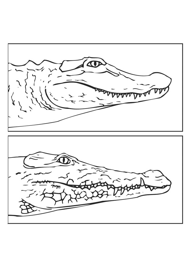 Malvorlage: Krokodil (Tiere) #4978 - Kostenlose Malvorlagen zum Ausdrucken