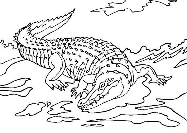 Malvorlage: Krokodil (Tiere) #4984 - Kostenlose Malvorlagen zum Ausdrucken