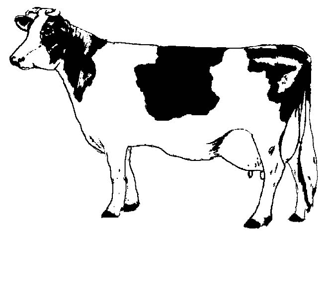 Malvorlage: Kuh (Tiere) #13196 - Kostenlose Malvorlagen zum Ausdrucken