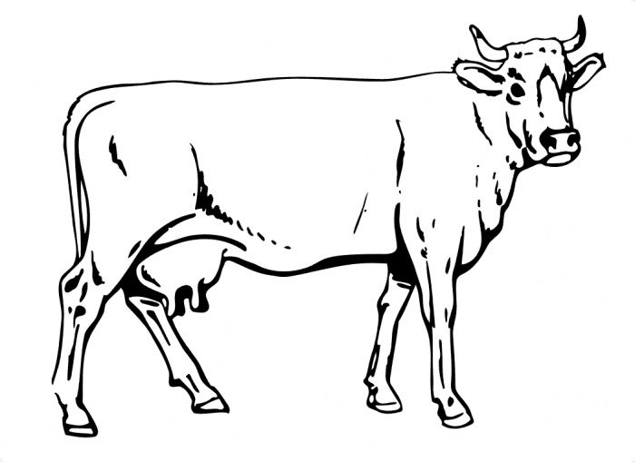 Malvorlage: Kuh (Tiere) #13261 - Kostenlose Malvorlagen zum Ausdrucken