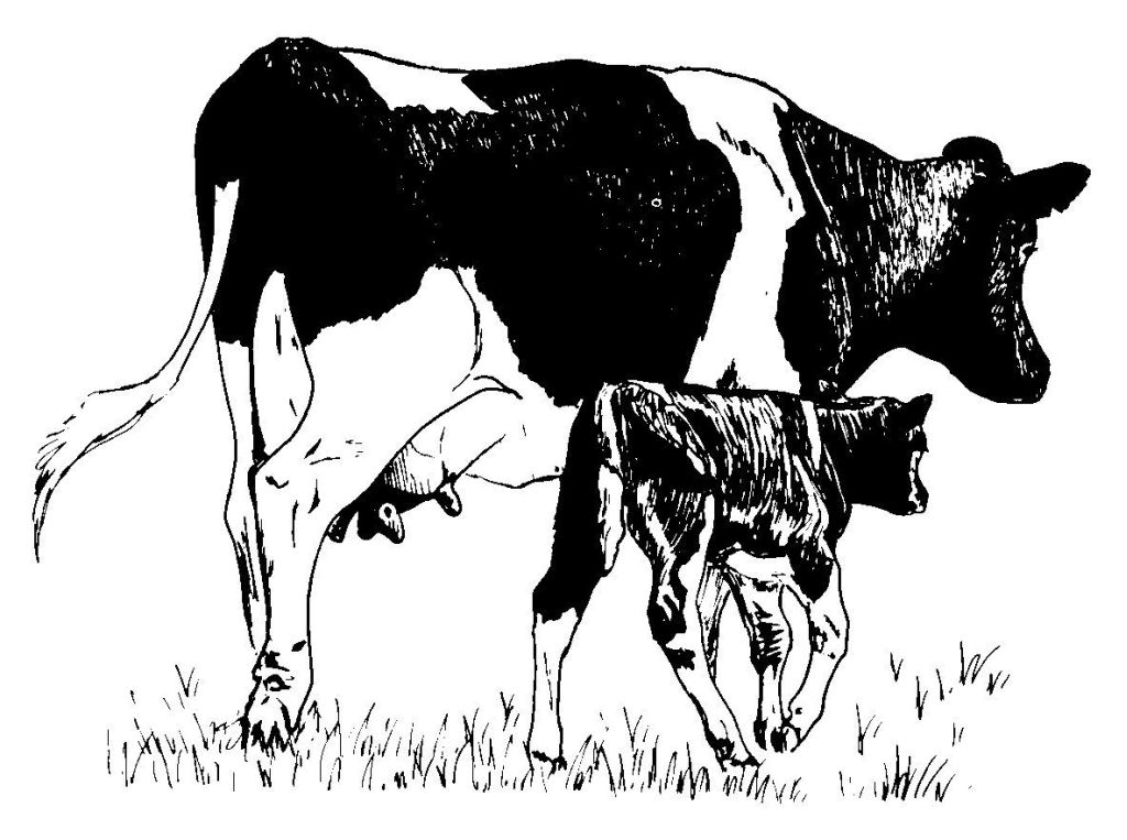 Malvorlage: Kuh (Tiere) #13345 - Kostenlose Malvorlagen zum Ausdrucken