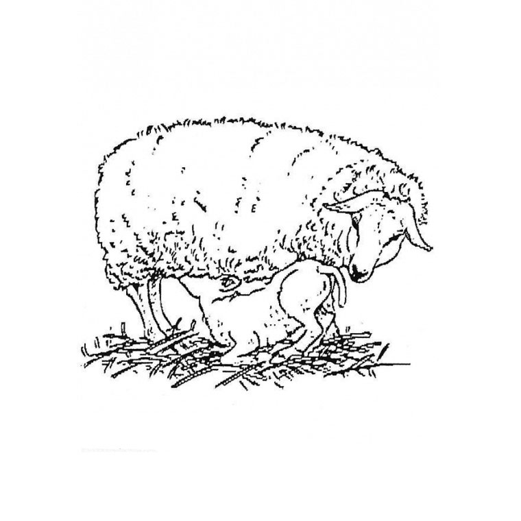 Malvorlage: Lamm (Tiere) #226 - Kostenlose Malvorlagen zum Ausdrucken