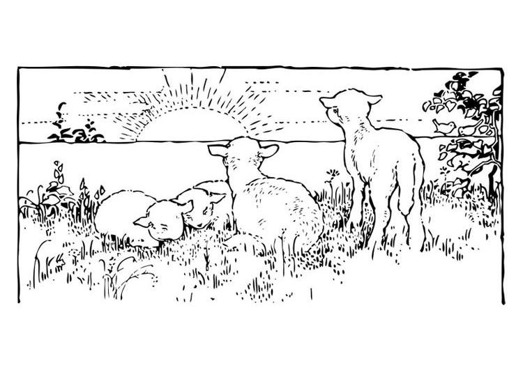Malvorlage: Lamm (Tiere) #269 - Kostenlose Malvorlagen zum Ausdrucken