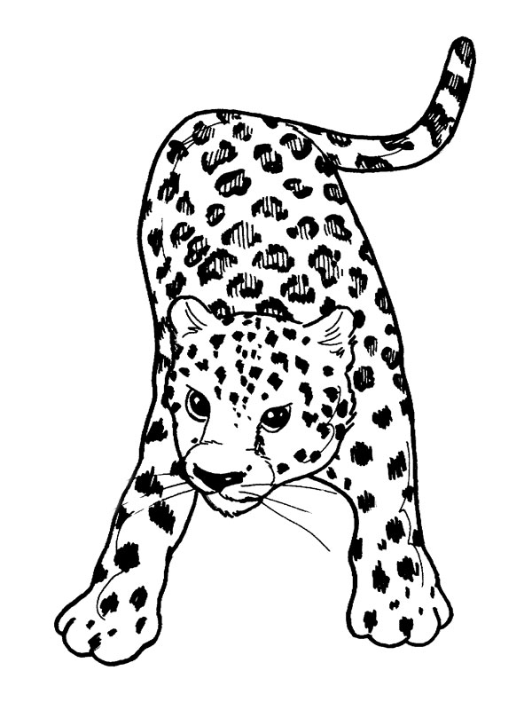 Malvorlage: Leopard (Tiere) #9707 - Kostenlose Malvorlagen zum Ausdrucken