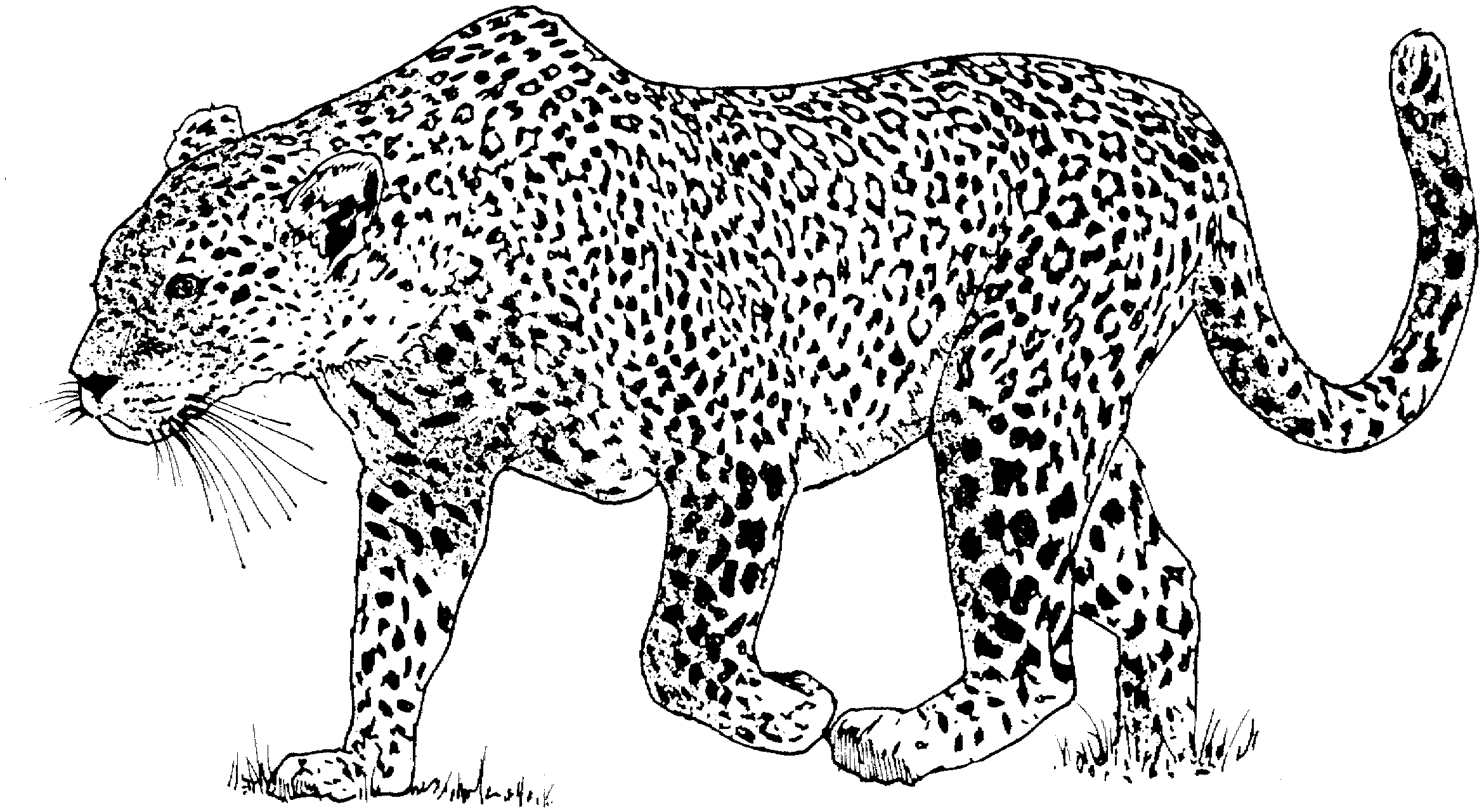 Malvorlage: Leopard (Tiere) #9711 - Kostenlose Malvorlagen zum Ausdrucken