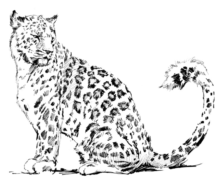 Malvorlage: Leopard (Tiere) #9720 - Kostenlose Malvorlagen zum Ausdrucken