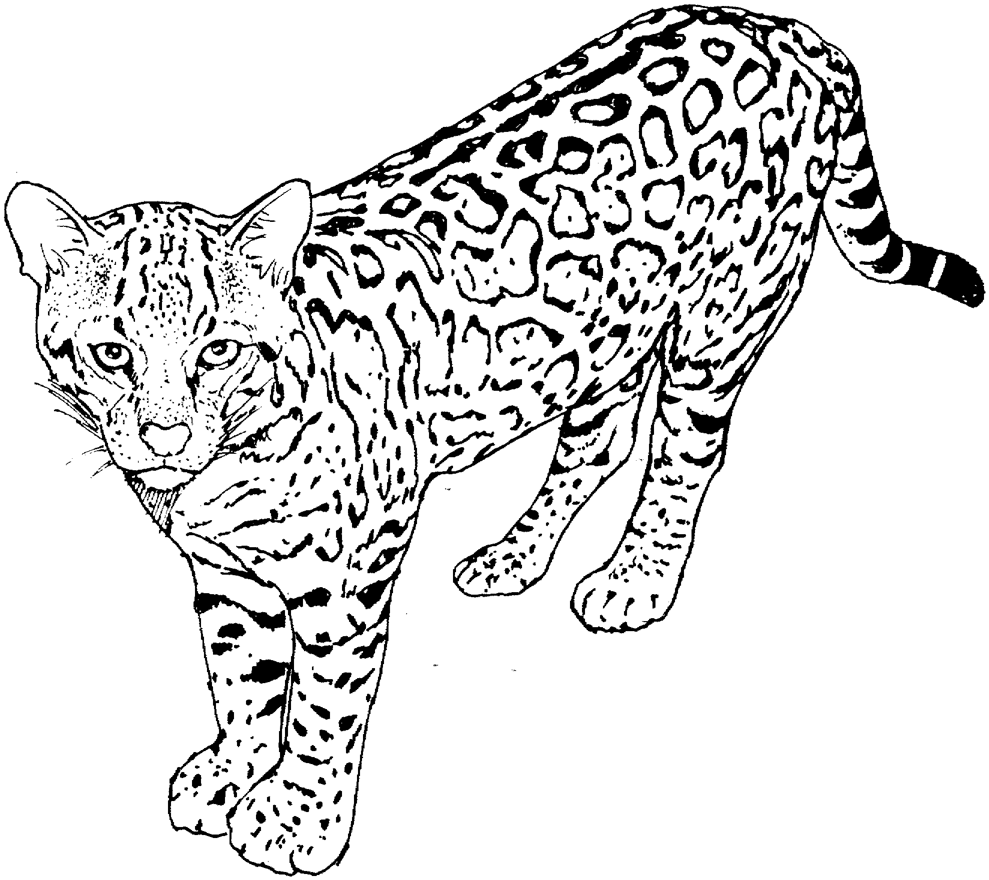 Malvorlage: Leopard (Tiere) #9732 - Kostenlose Malvorlagen zum Ausdrucken