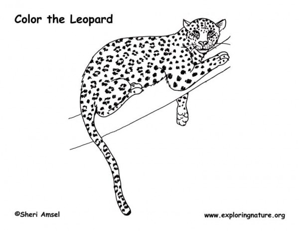 Malvorlage: Leopard (Tiere) #9753 - Kostenlose Malvorlagen zum Ausdrucken