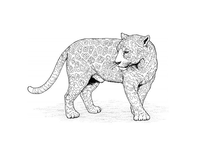 Malvorlage: Leopard (Tiere) #9758 - Kostenlose Malvorlagen zum Ausdrucken