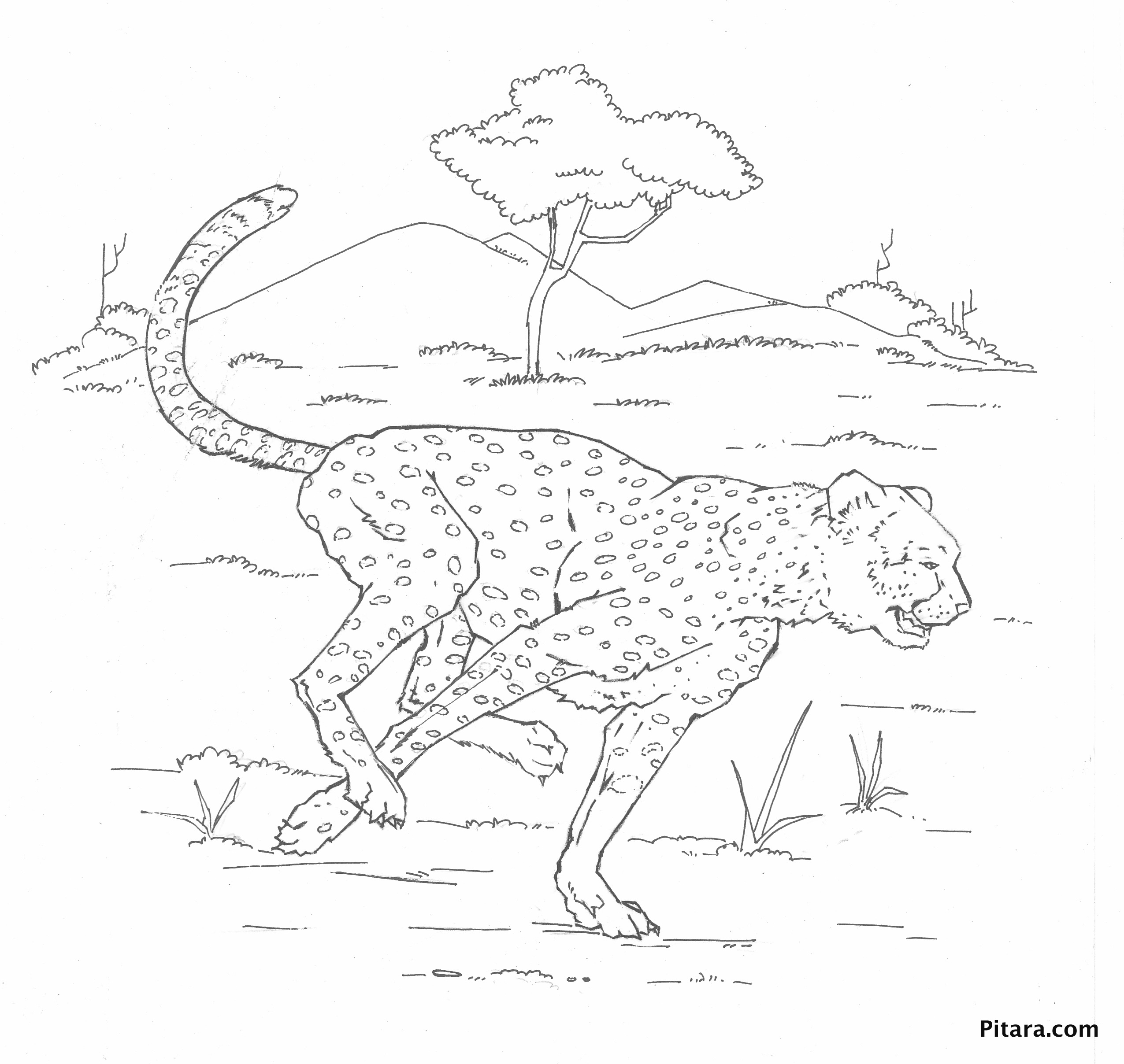 Malvorlage: Leopard (Tiere) #9777 - Kostenlose Malvorlagen zum Ausdrucken