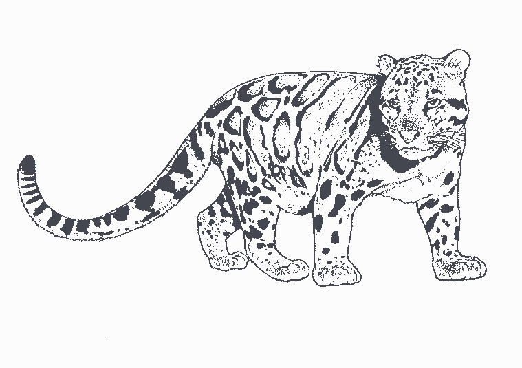 Malvorlage: Leopard (Tiere) #9787 - Kostenlose Malvorlagen zum Ausdrucken