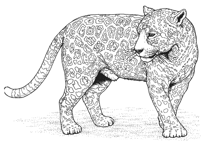 Malvorlage: Leopard (Tiere) #9817 - Kostenlose Malvorlagen zum Ausdrucken