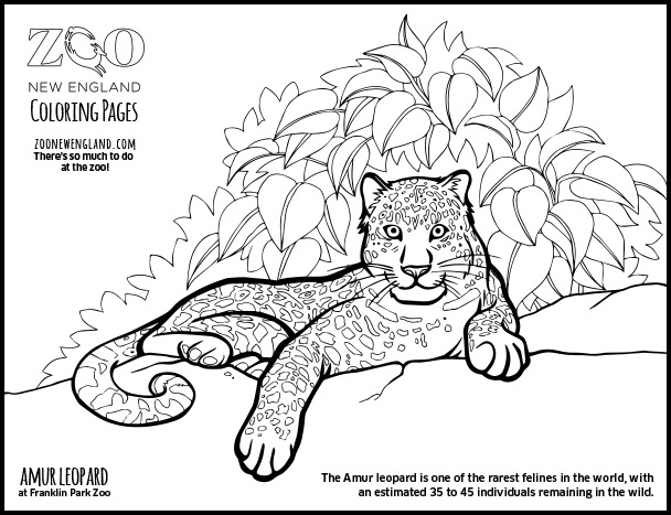 Malvorlage: Leopard (Tiere) #9834 - Kostenlose Malvorlagen zum Ausdrucken
