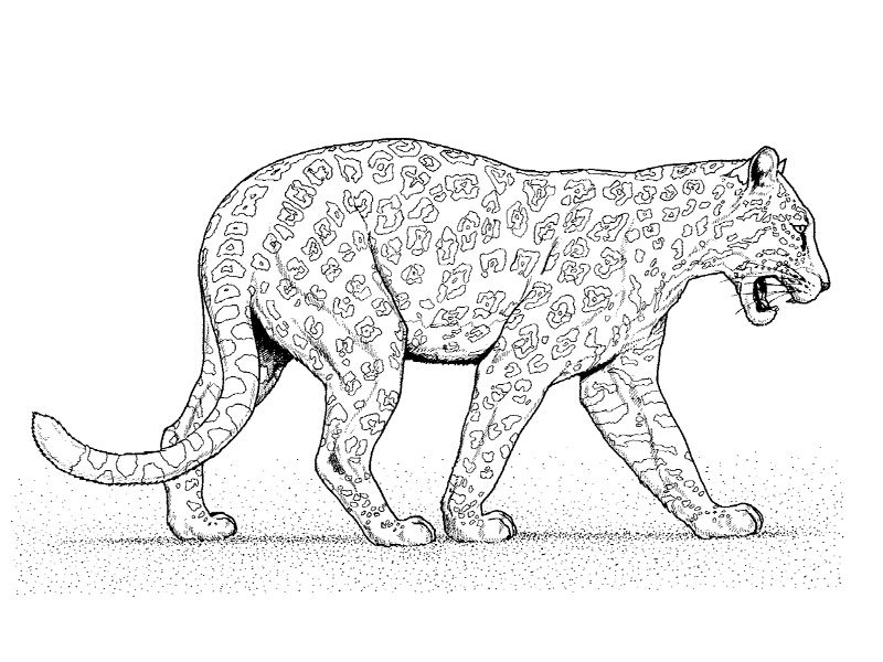 Malvorlage: Leopard (Tiere) #9859 - Kostenlose Malvorlagen zum Ausdrucken