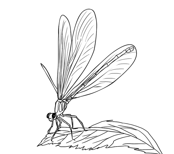 Malvorlage: Libelle (Tiere) #10000 - Kostenlose Malvorlagen zum Ausdrucken