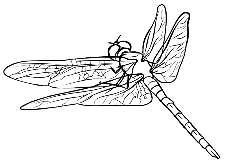 Malvorlage: Libelle (Tiere) #9908 - Kostenlose Malvorlagen zum Ausdrucken