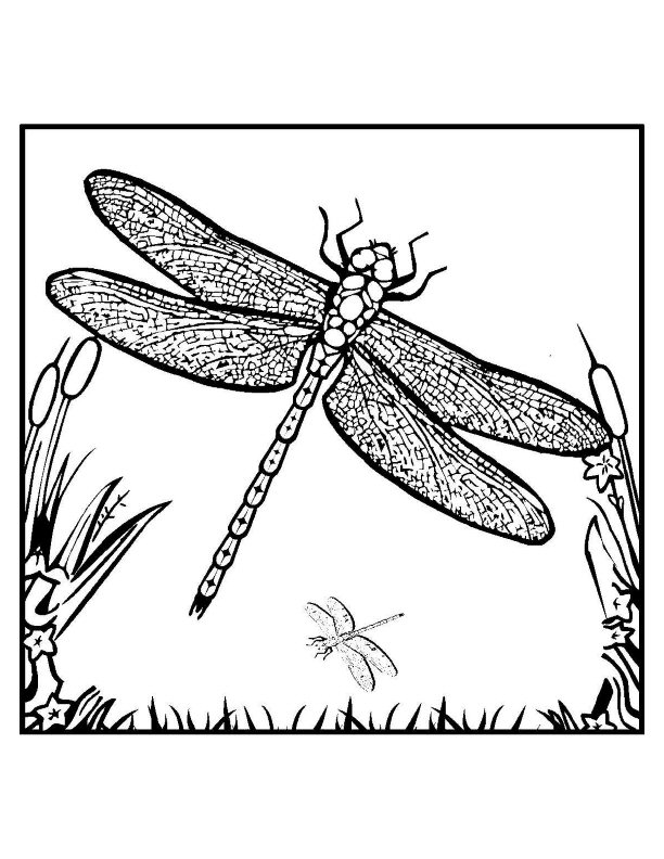 Malvorlage: Libelle (Tiere) #9936 - Kostenlose Malvorlagen zum Ausdrucken