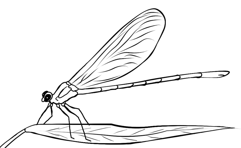 Malvorlage: Libelle (Tiere) #9959 - Kostenlose Malvorlagen zum Ausdrucken