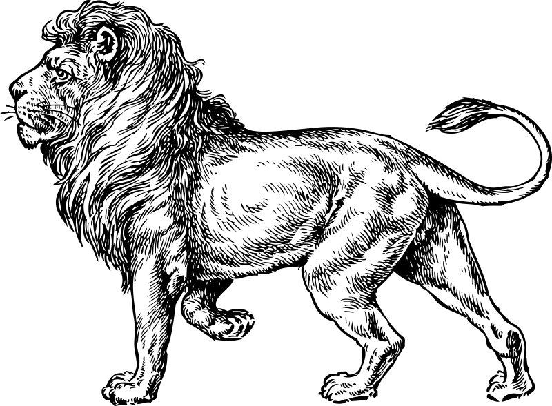 Malvorlage: Löwe (Tiere) #10318 - Kostenlose Malvorlagen zum Ausdrucken