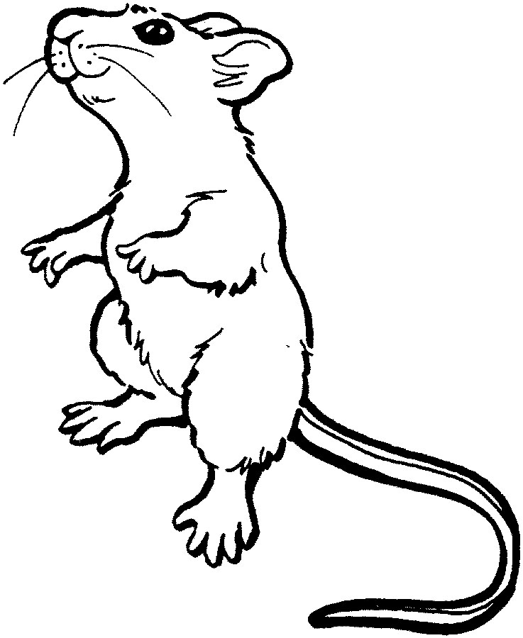 Malvorlage: Maus (Tiere) #13953 - Kostenlose Malvorlagen zum Ausdrucken