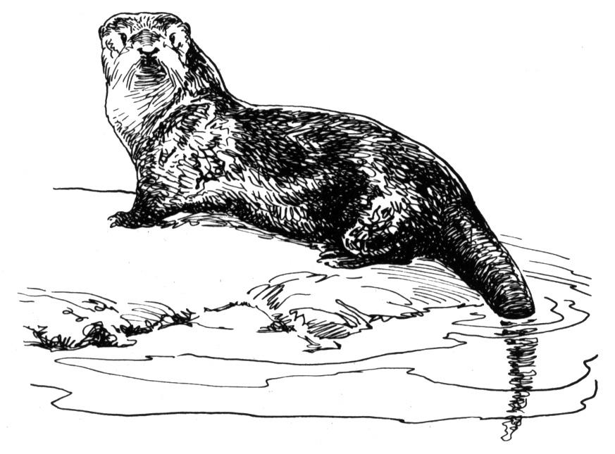 Malvorlage: Otter (Tiere) #10756 - Kostenlose Malvorlagen zum Ausdrucken