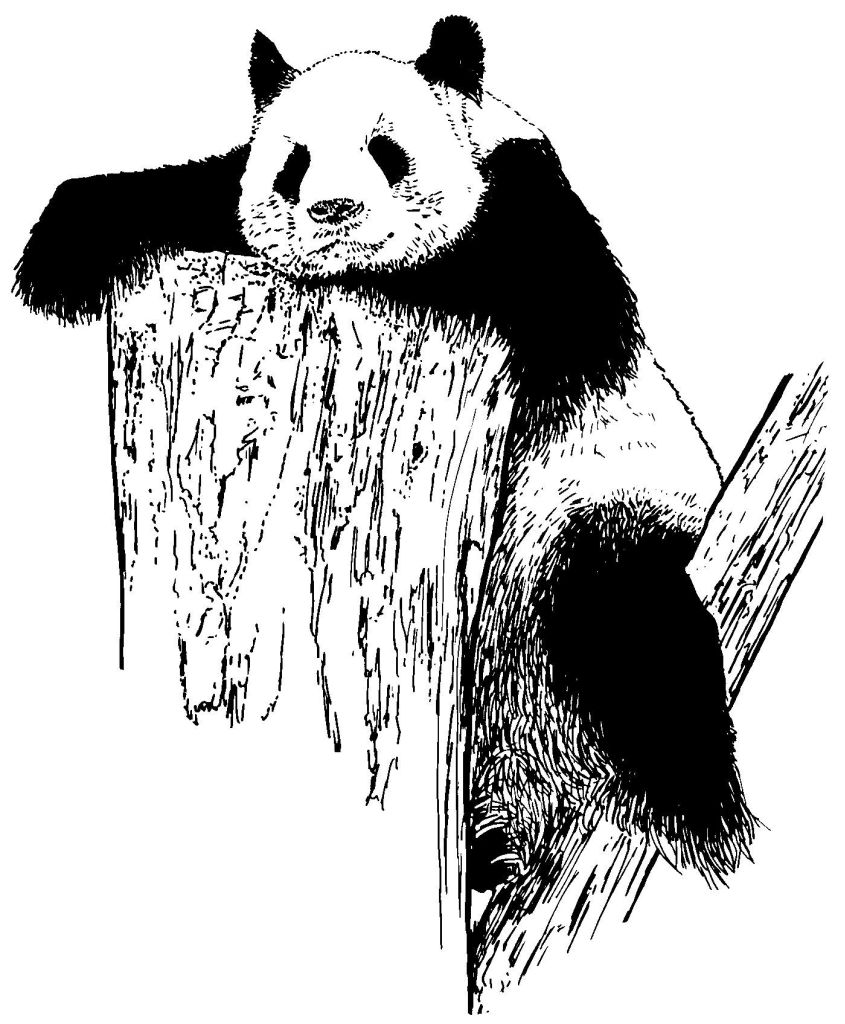 Malvorlage: Panda (Tiere) #12625 - Kostenlose Malvorlagen zum Ausdrucken