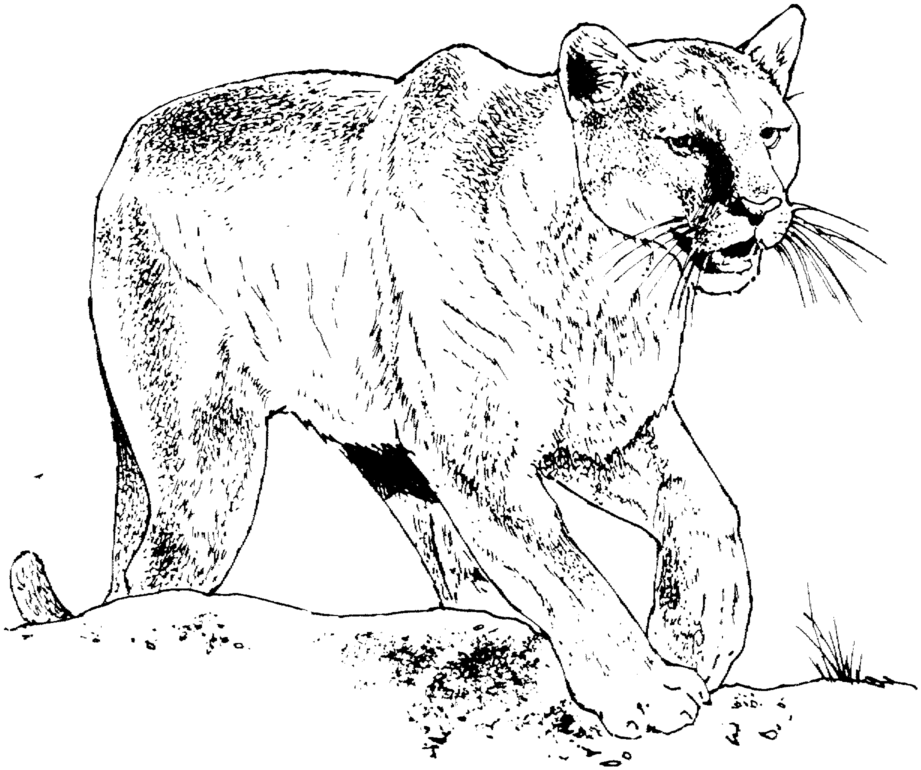 Malvorlage: Panther (Tiere) #15514 - Kostenlose Malvorlagen zum Ausdrucken