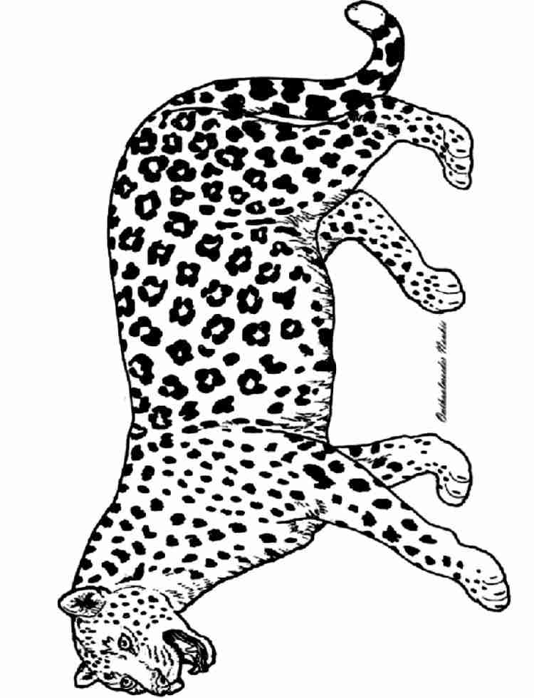 Malvorlage: Panther (Tiere) #15520 - Kostenlose Malvorlagen zum Ausdrucken