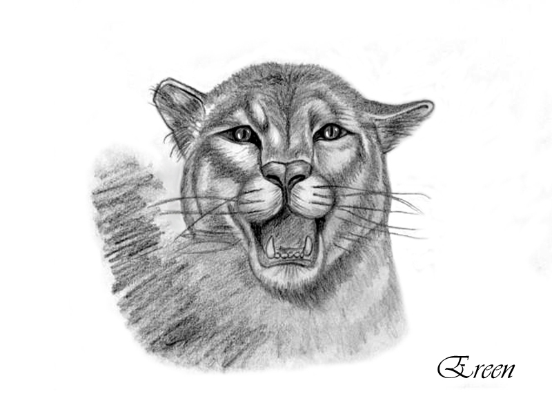 Malvorlage: Panther (Tiere) #15650 - Kostenlose Malvorlagen zum Ausdrucken