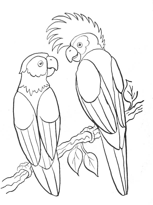 Malvorlage: Papagei (Tiere) #16064 - Kostenlose Malvorlagen zum Ausdrucken