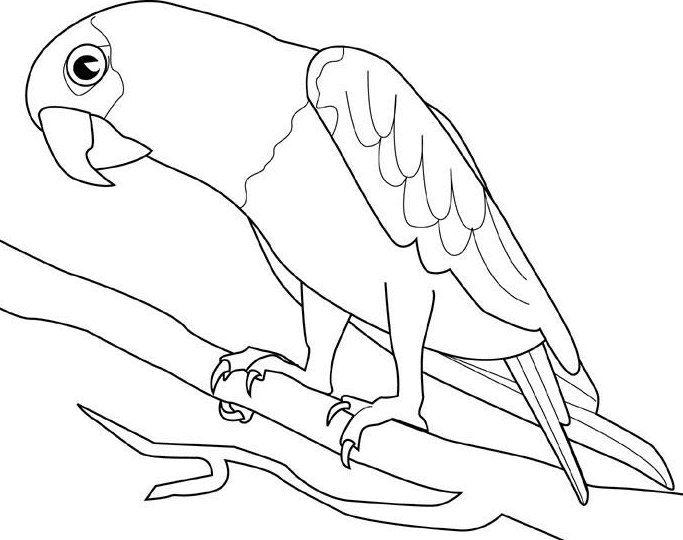 Malvorlage: Papagei (Tiere) #16075 - Kostenlose Malvorlagen zum Ausdrucken