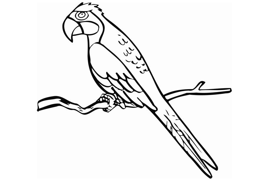 Malvorlage: Papagei (Tiere) #16084 - Kostenlose Malvorlagen zum Ausdrucken