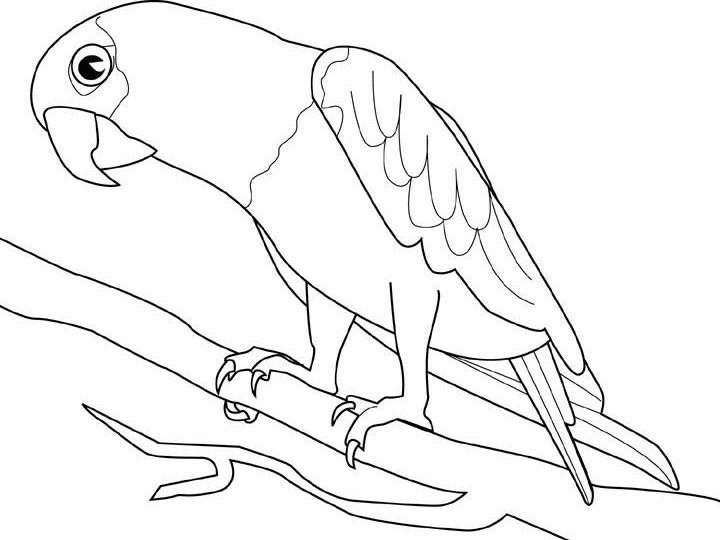 Malvorlage: Papagei (Tiere) #16085 - Kostenlose Malvorlagen zum Ausdrucken