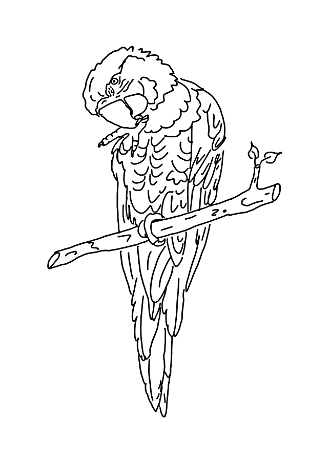 Malvorlage: Papagei (Tiere) #16102 - Kostenlose Malvorlagen zum Ausdrucken