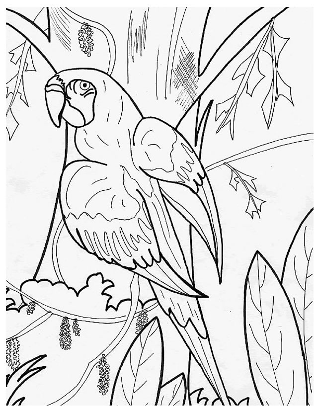Malvorlage: Papagei (Tiere) #16104 - Kostenlose Malvorlagen zum Ausdrucken