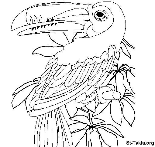 Malvorlage: Papagei (Tiere) #16121 - Kostenlose Malvorlagen zum Ausdrucken