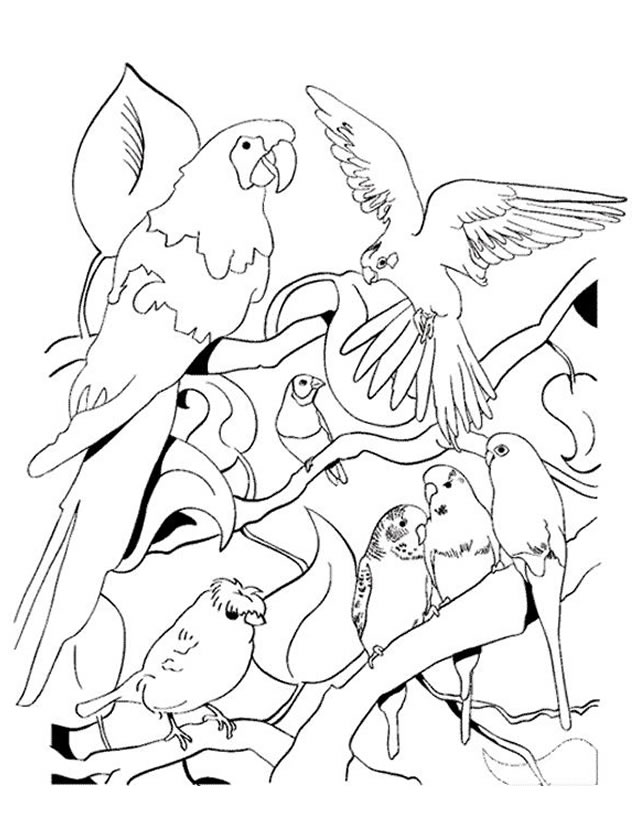 Malvorlage: Papagei (Tiere) #16147 - Kostenlose Malvorlagen zum Ausdrucken