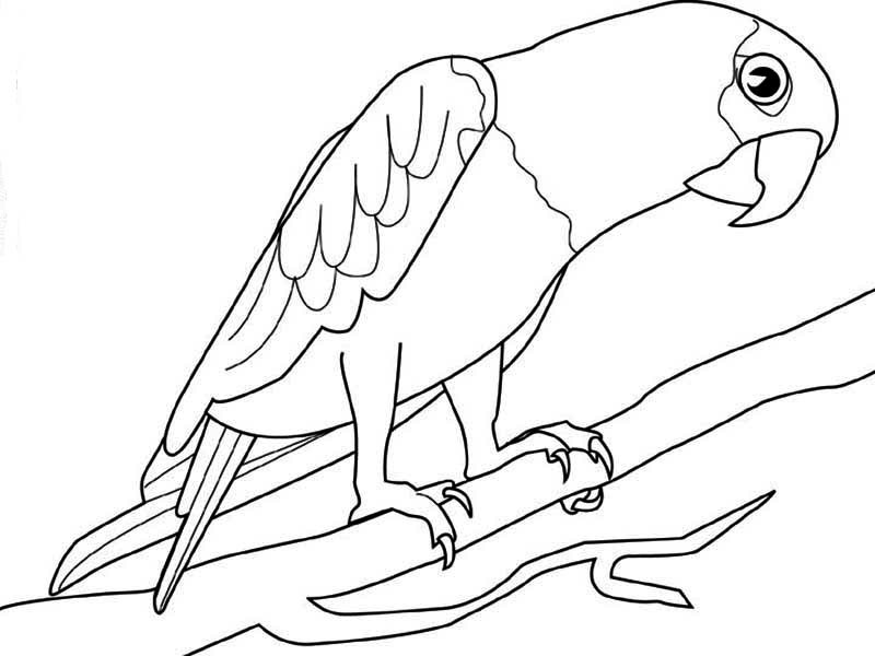 Malvorlage: Papagei (Tiere) #16191 - Kostenlose Malvorlagen zum Ausdrucken